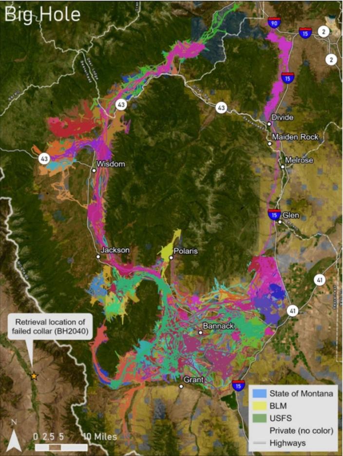 Movements of collared adult female pronghorn (colored by individual) in the Big Hole study area for the Montana Pronghorn Movement and Population Ecology Project from January 2020 to June 2023. Map courtesy Montana Fish, Wildlife and Parks 