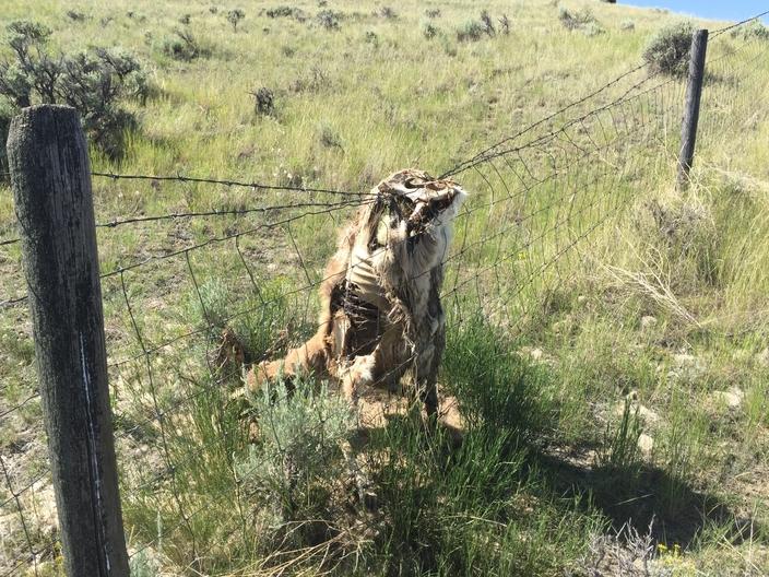 A pronghorn mortality in a fence in Madison County. The animal caught its back legs in the top wires while trying to jump over a woven-wire fence topped with two strands of barbed wire. Research has shown this is the most lethal type of fence for jumping ungulates. Photo by Simon Buzzard