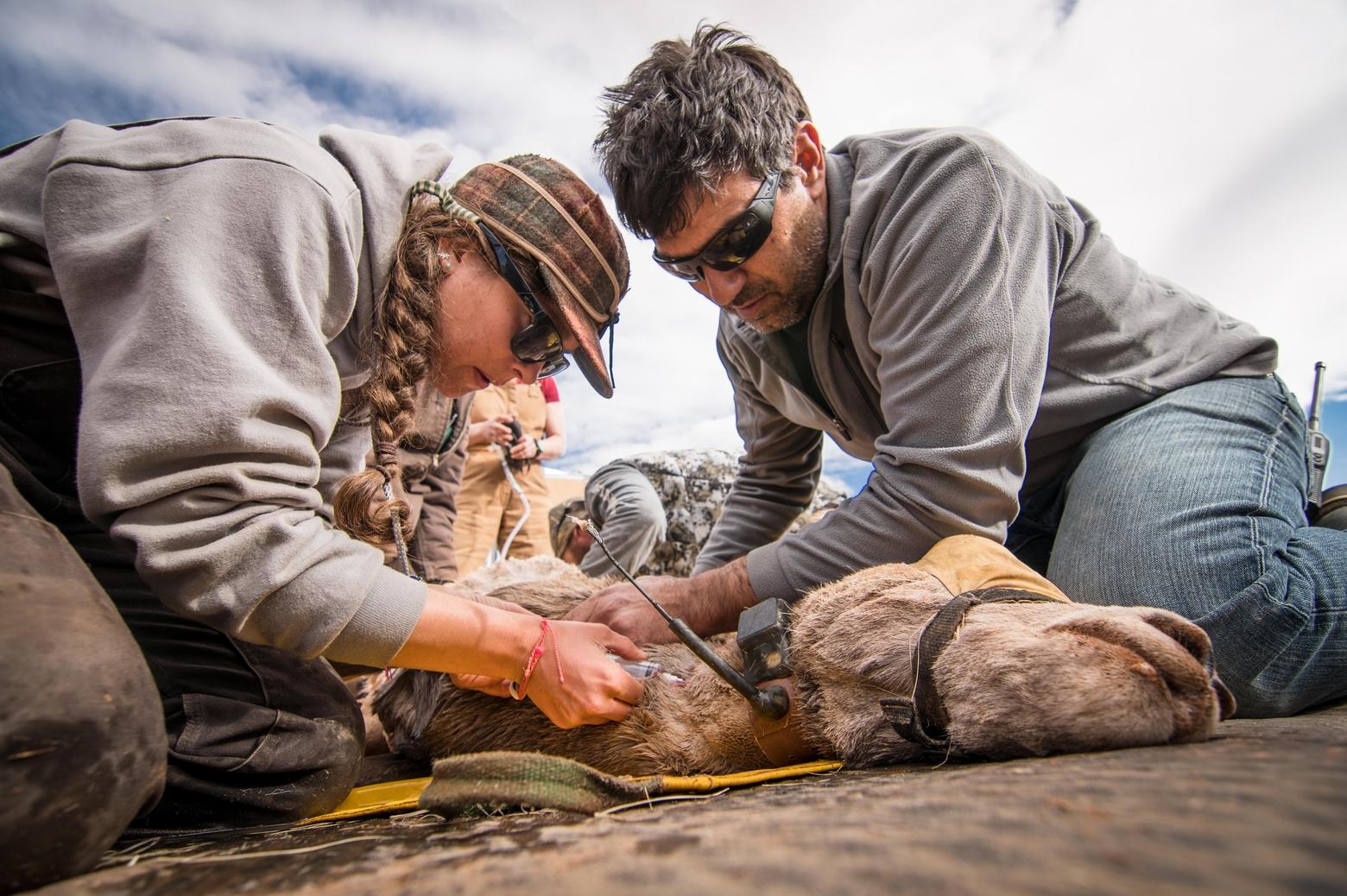 Dr. Matthew Kauffman (right) and former PhD student Anna Ortega collect a blood sample from a bighorn sheep after fitting it with a GPS tracking collar in 2017. Kauffman is lead scientist of the Wyoming Migration Initiative and leader of the Wyoming Cooperative Fish and Wildlife Research Unit at the University of Wyoming. Photo by Benjamin Kraushaar