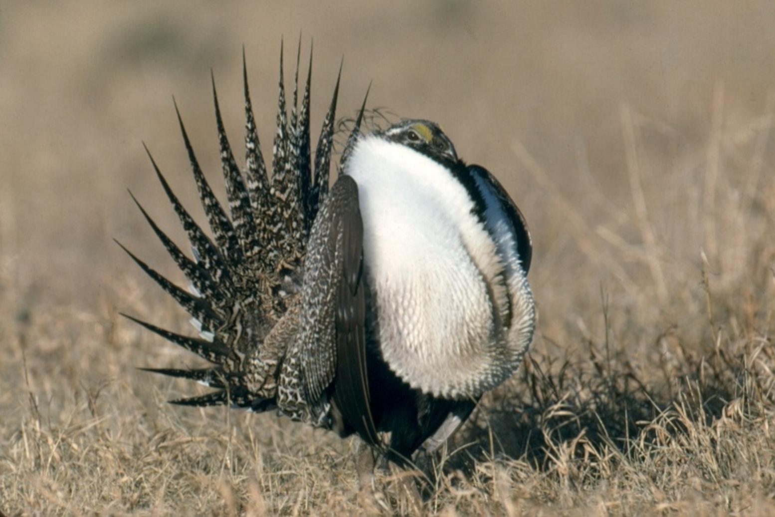 Following steep decline in greater sage-grouse populations, the Bureau of Land Management is updating its management plans to build on protections for the western North American bird. Photo by Bob Wick/BLM