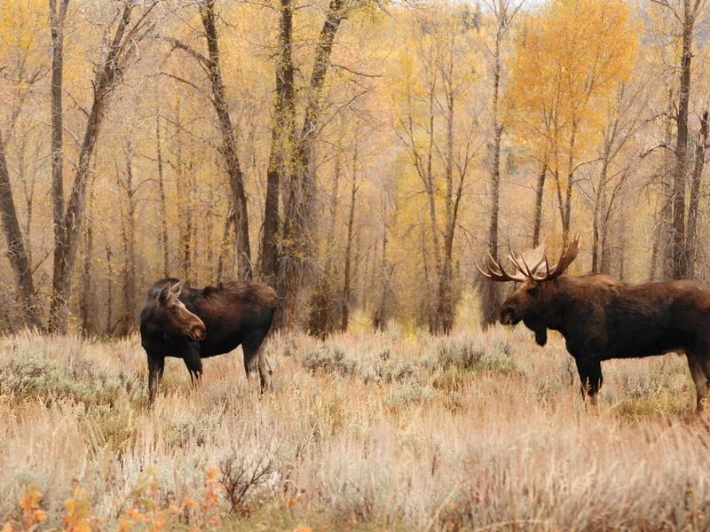 A cow and bull moose in Grand Teton National Park