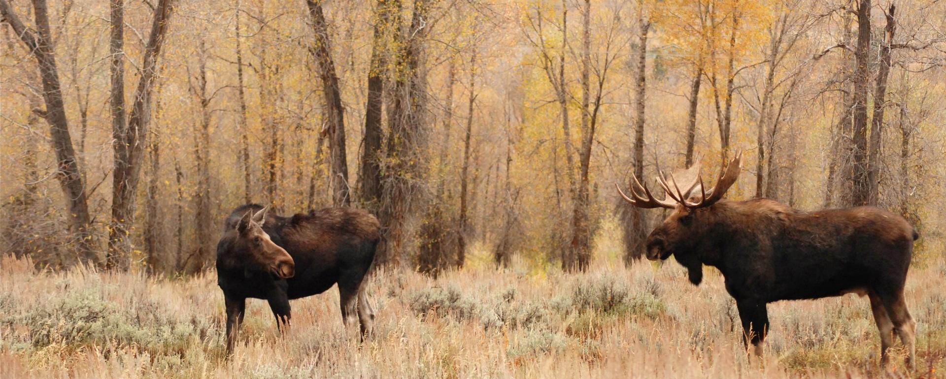 A cow and bull moose in Grand Teton National Park