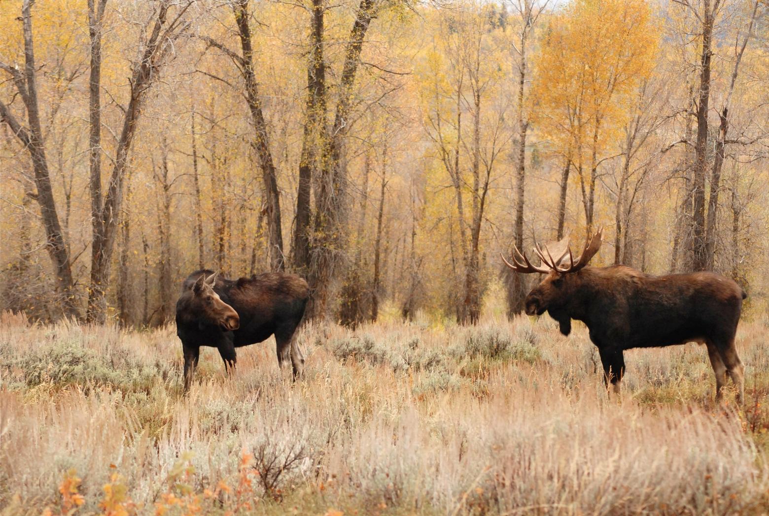 Wyoming Game and Fish detected anthrax in a bull moose carcass in early September. It's the first confirmed evidence of the disease in Wyoming wildlife since 1956. Photo D. Lehle/NPS