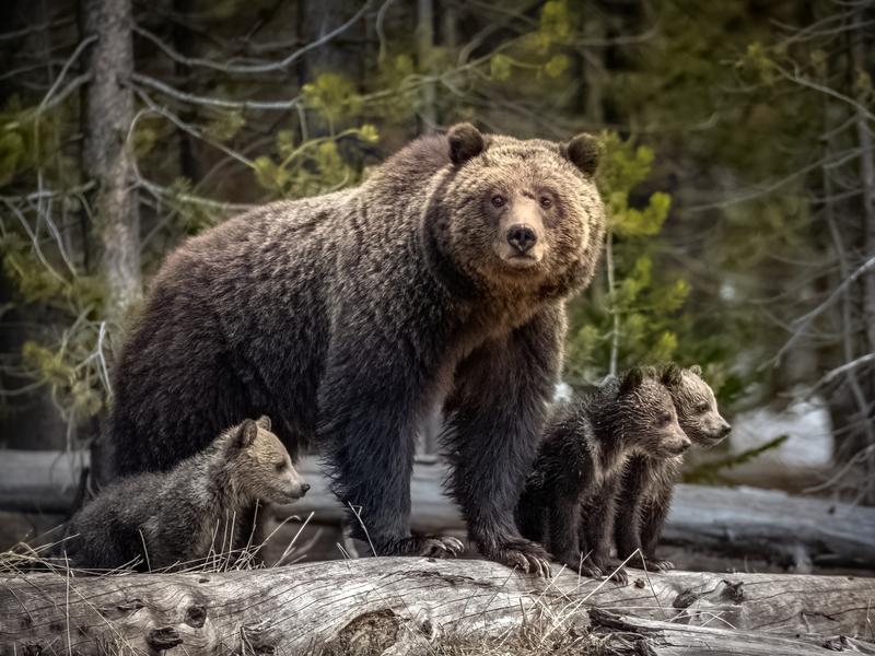 The mighty grizzly bear and cubs of the year in 2018