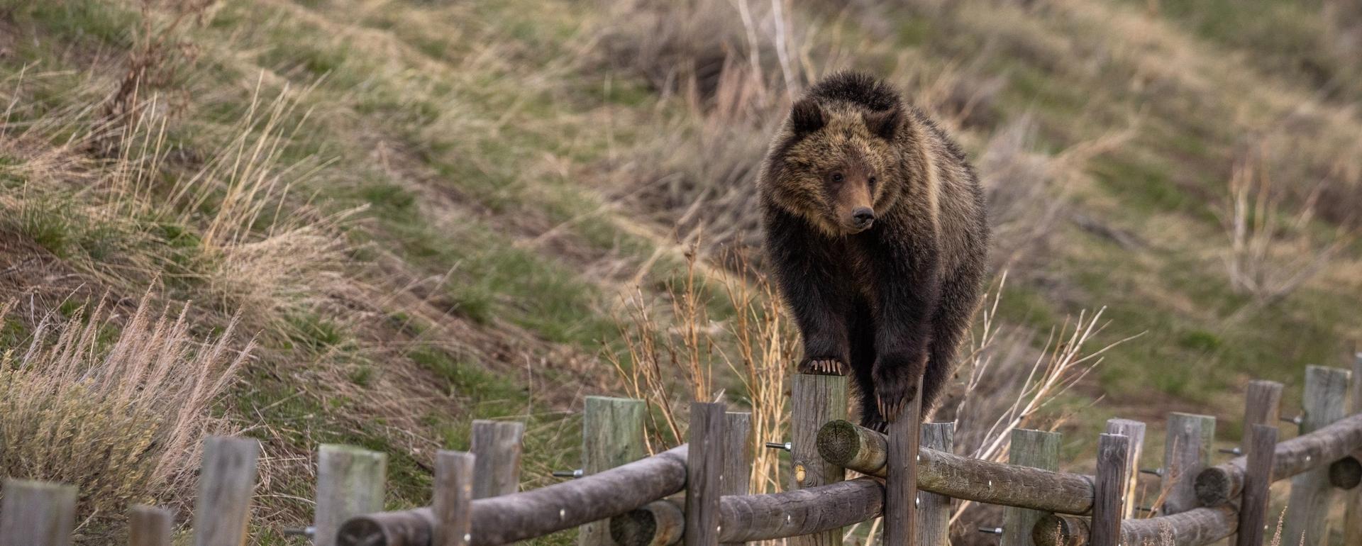 A grizzly on the fence: Togwotee Pass, Wyoming