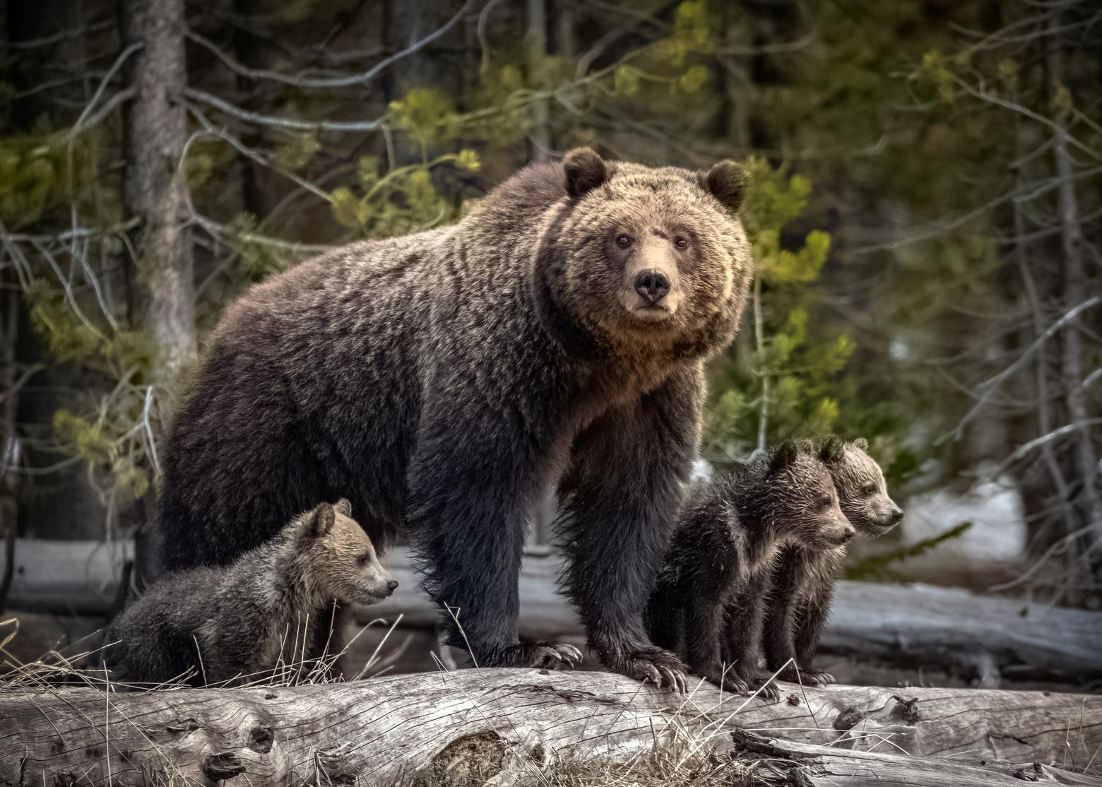 Grizzly 815 guards over her three cubs of the year in 2018 near Roaring Mountain in Yellowstone National Park. Photo by Peter Mangolds