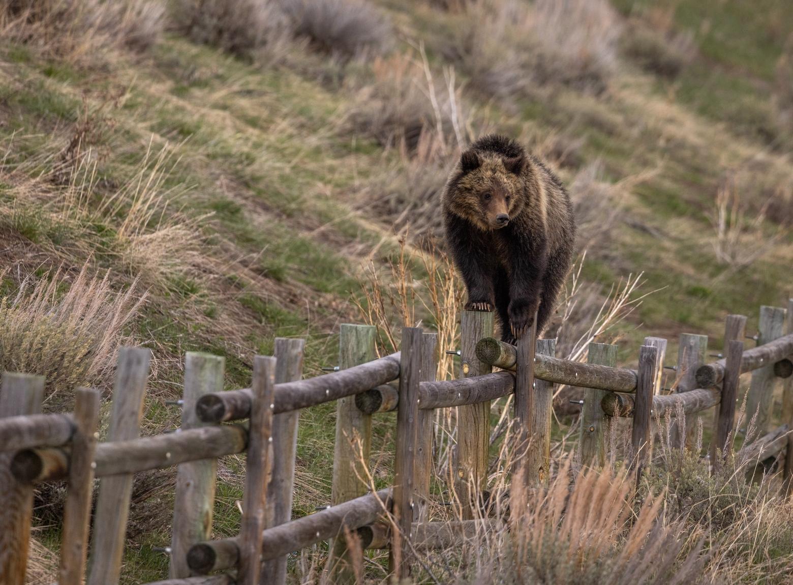 This no name/unnumbered bear photograph was taken on Togwotee Pass, east of Grand Teton National Park, in May 2022. The grizzly is one of Bear 863's, aka Felecia's, cubs. Photo by Peter Mangolds