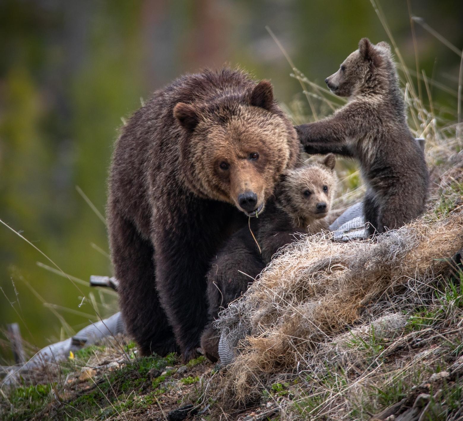 Grizzly 815 and her cubs near roaring mountain in Yellowstone National Park during the spring of 2018. Photo by Peter Mangolds