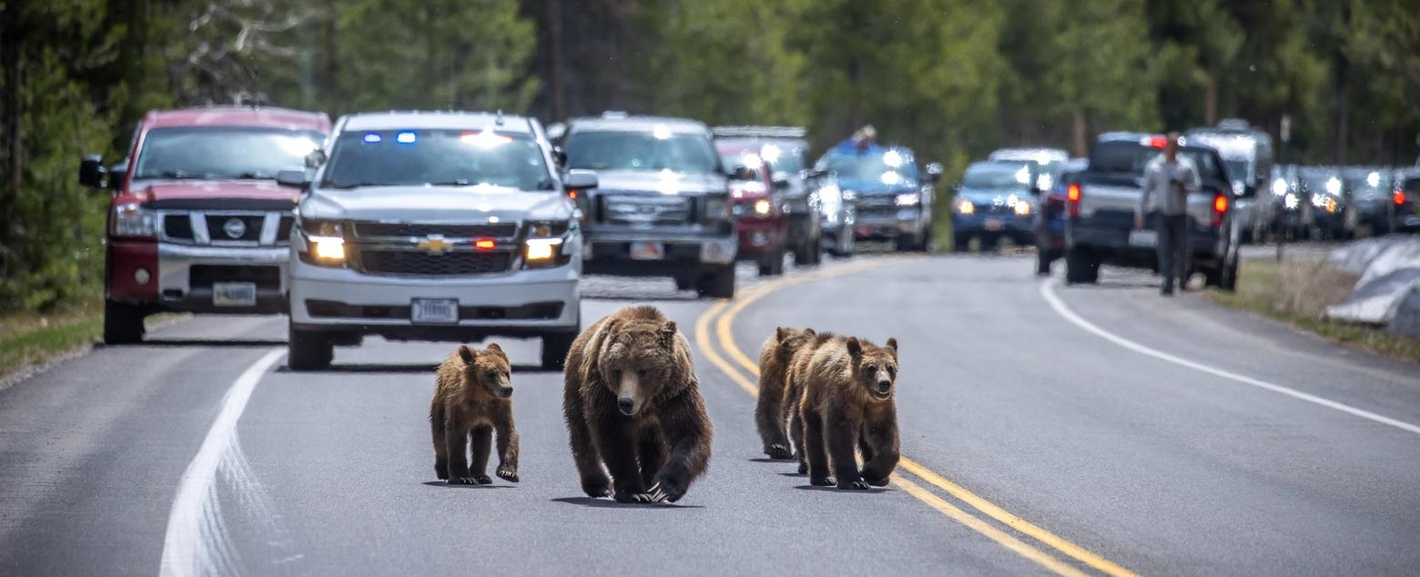 Famed Grizzly 399 with her four yearlings lead the parade in Grand Teton National Park just south of Pilgrim Creek and north of Grand View. Photo by Peter Mangolds