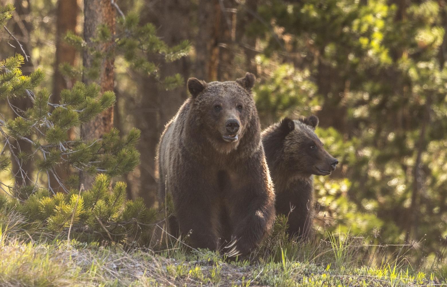 399 and her yearling this past spring near Colter Bay Dump Road in Grand Teton National Park. Photo by Peter Mangolds