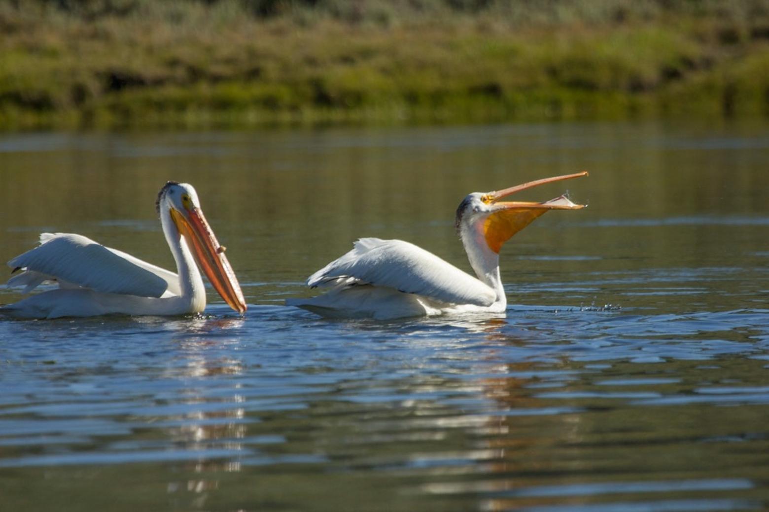 American white pelicans snack on the Yellowstone River. Edge worked to protect the pelican from extinction. Photo courtesy Openverse