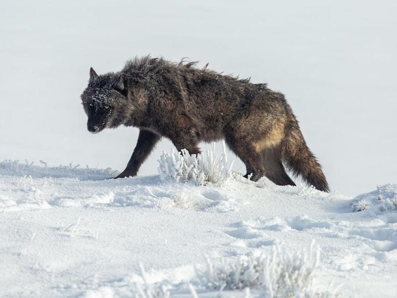 Wolves hope to find an advocate in Wyoming's Treatment of Predators Working Group