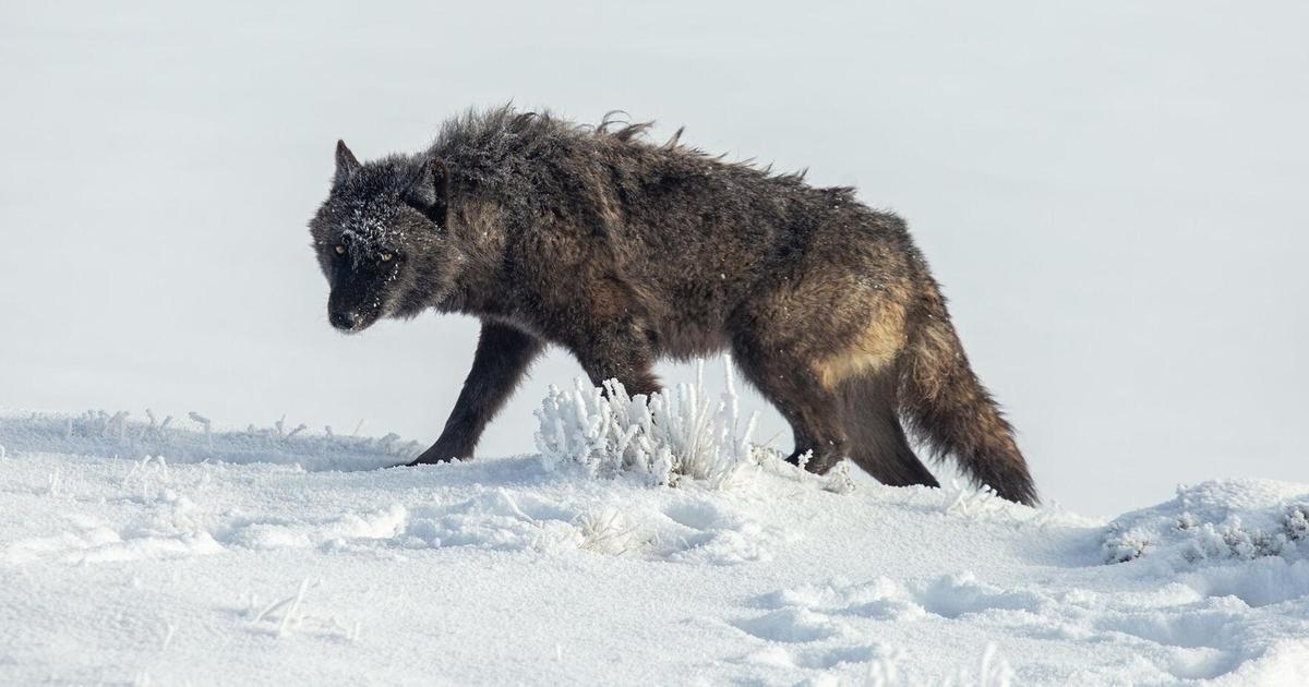 Wolf abuse incident leads to new bill in Wyoming