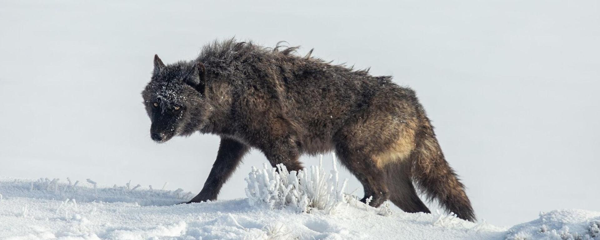 Wolves hope to find an advocate in Wyoming's Treatment of Predators Working Group