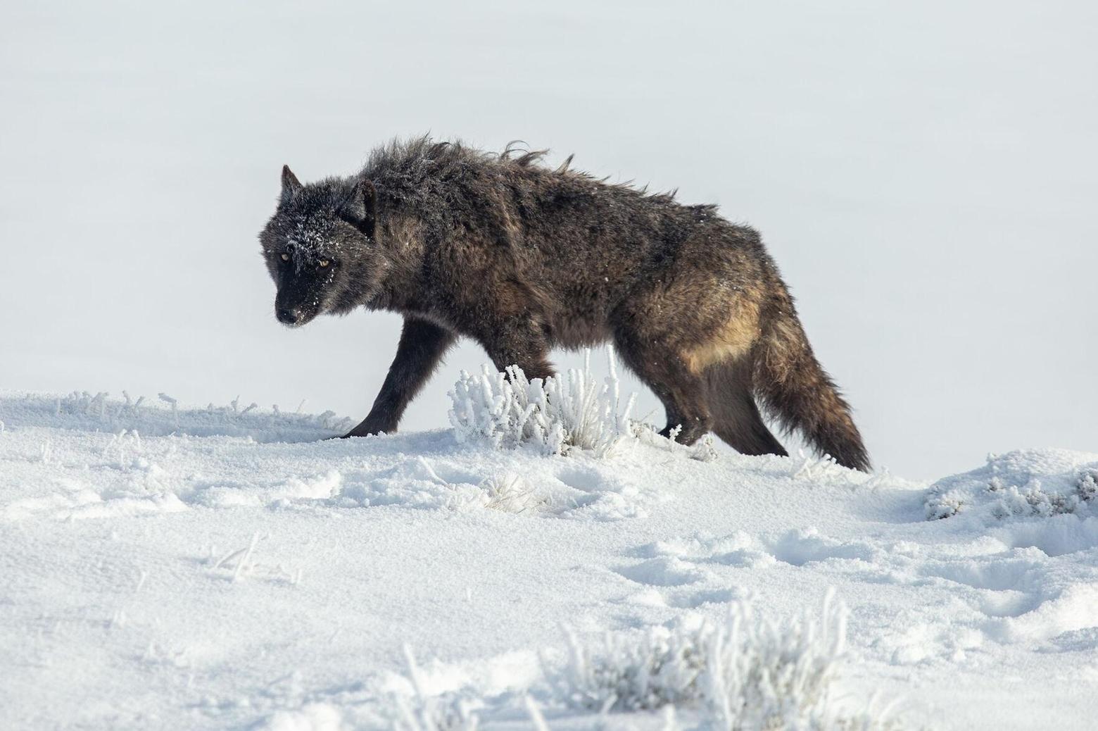 A new bill was drafted in Wyoming's Legislature that would allow snowmobilers to run down wolves and coyotes as long as they were killed immediately. Here, a lone wolf in Yellowstone National Park's Hayden Valley turns to the camera. Photo by Ashton Hooker/NPS