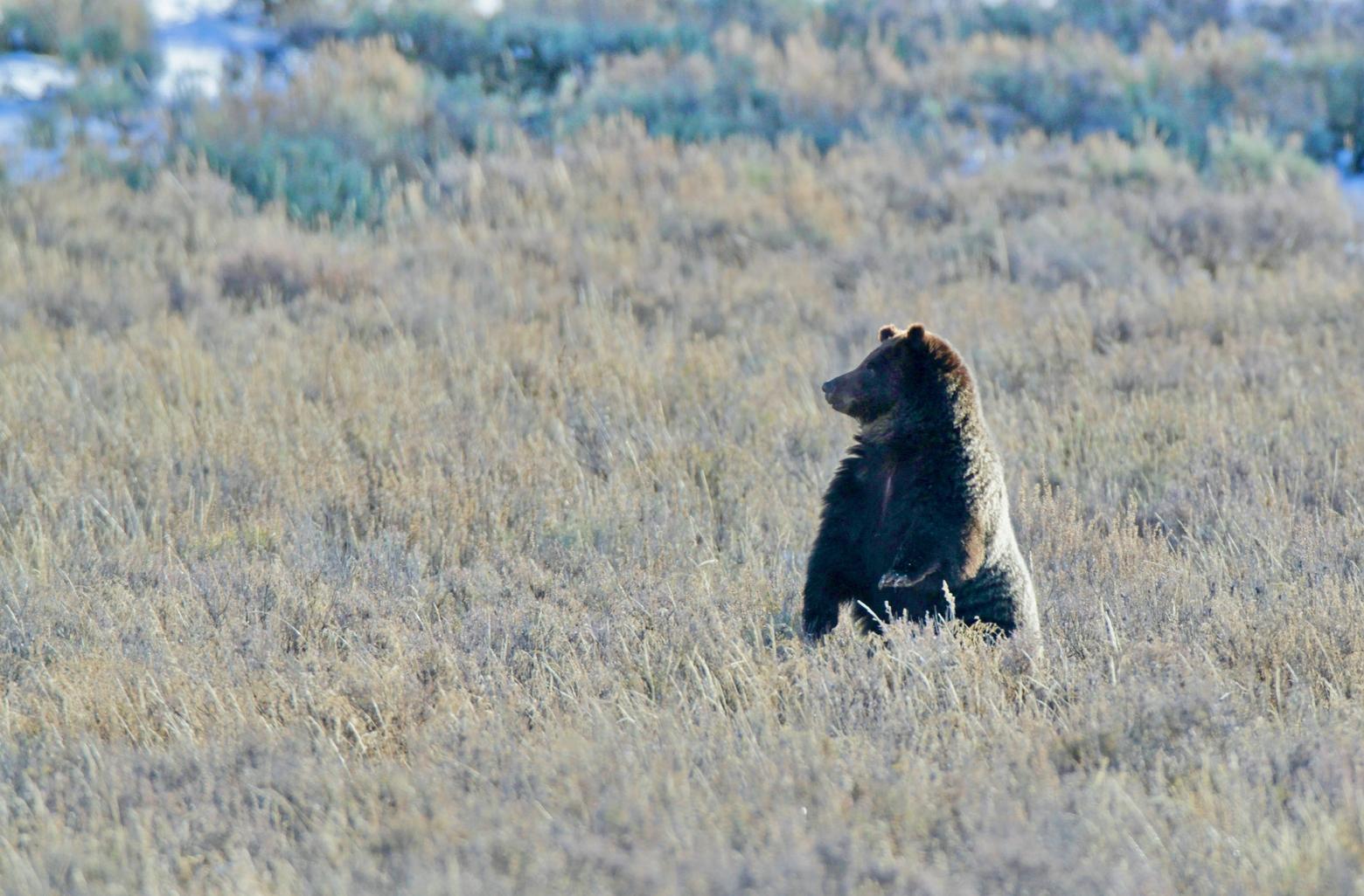 The U.S. Fish and Wildlife Service is expected to make a decision in January 2025 about delisting grizzly bears from protections under the Endangered Species act. Yellowstone grizzly takes a look around in Hayden Valley, Yellowstone National Park. Photo by Jim Peaco/NPS