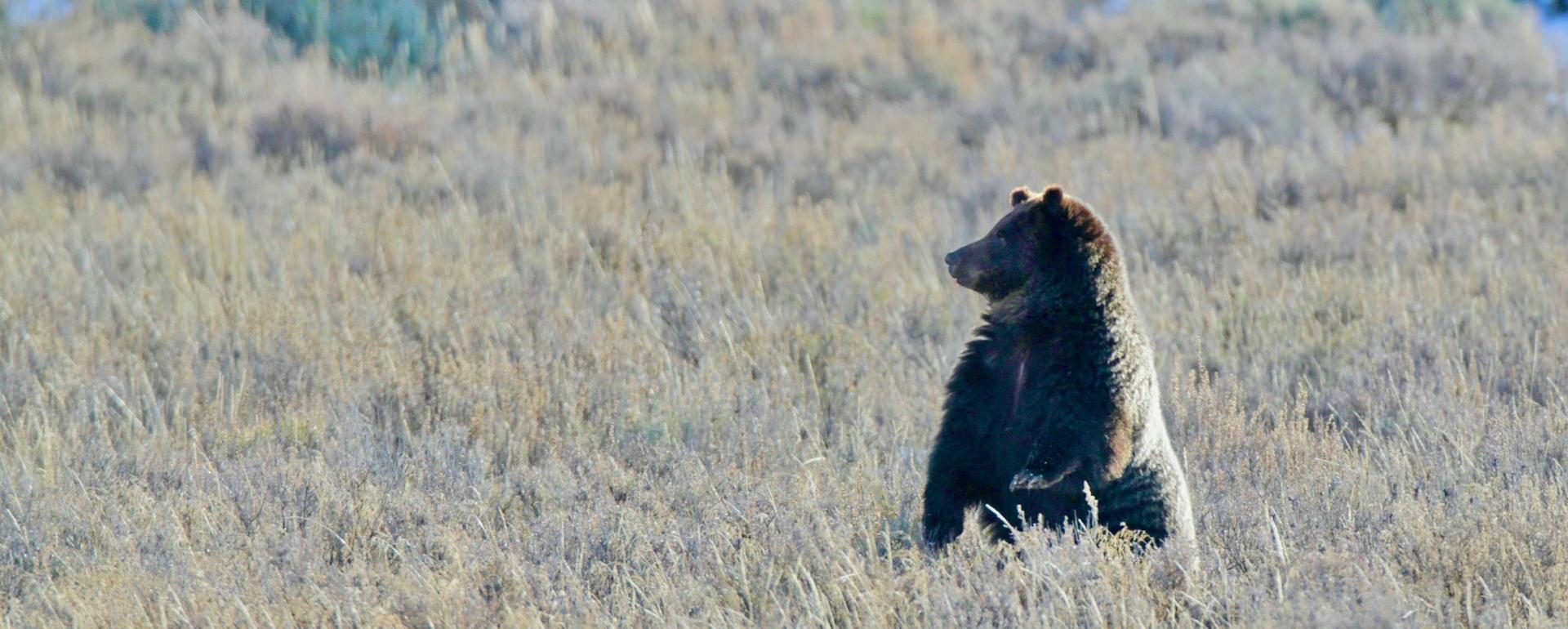 The future of grizzlies hangs in the balance as FWS weighs delisting