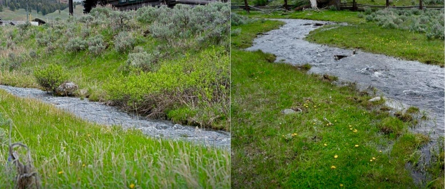 Rose Creek adjacent to the Lamar Ranger Station. At left is a section of stream not trampled by bison because it is inside the fence surrounding the station. Note the narrow channel, defined banks and the willows along the stream. The photo at right is below the fence. Note the wider channel and the hoof marks along the banks of the stream. This is how streams become over-widened. Photos by Pete Bengeyfield