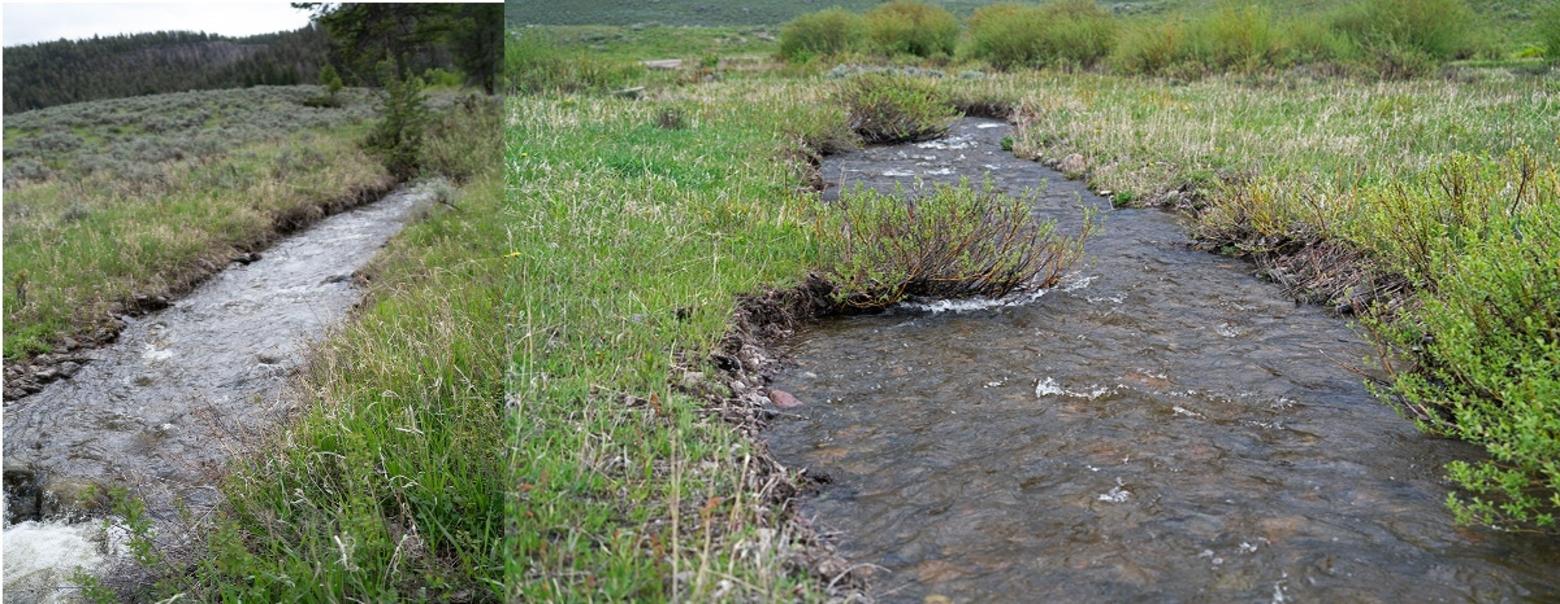 Lost Lake Creek, adjacent to the Tower Ranger station. Above the road (left), there is some trampling, but the stream has retained its cross-section and is still functioning. Below the road (right), hoof marks are visible along both banks and the stream has over-widened considerably. Once the stream cuts behind that willow clump, widening will increase even more. Photos by Pete Bengeyfield