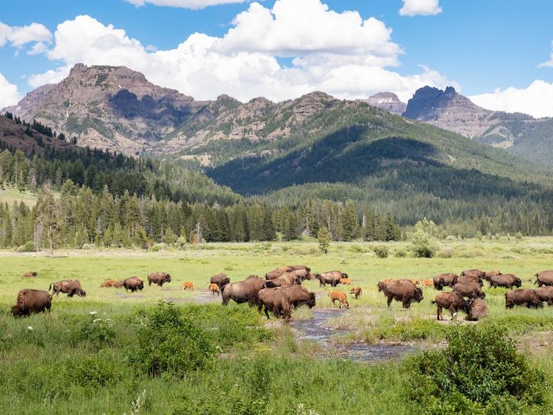 Bison graze in Yellowstone National Park near Lamar Valley