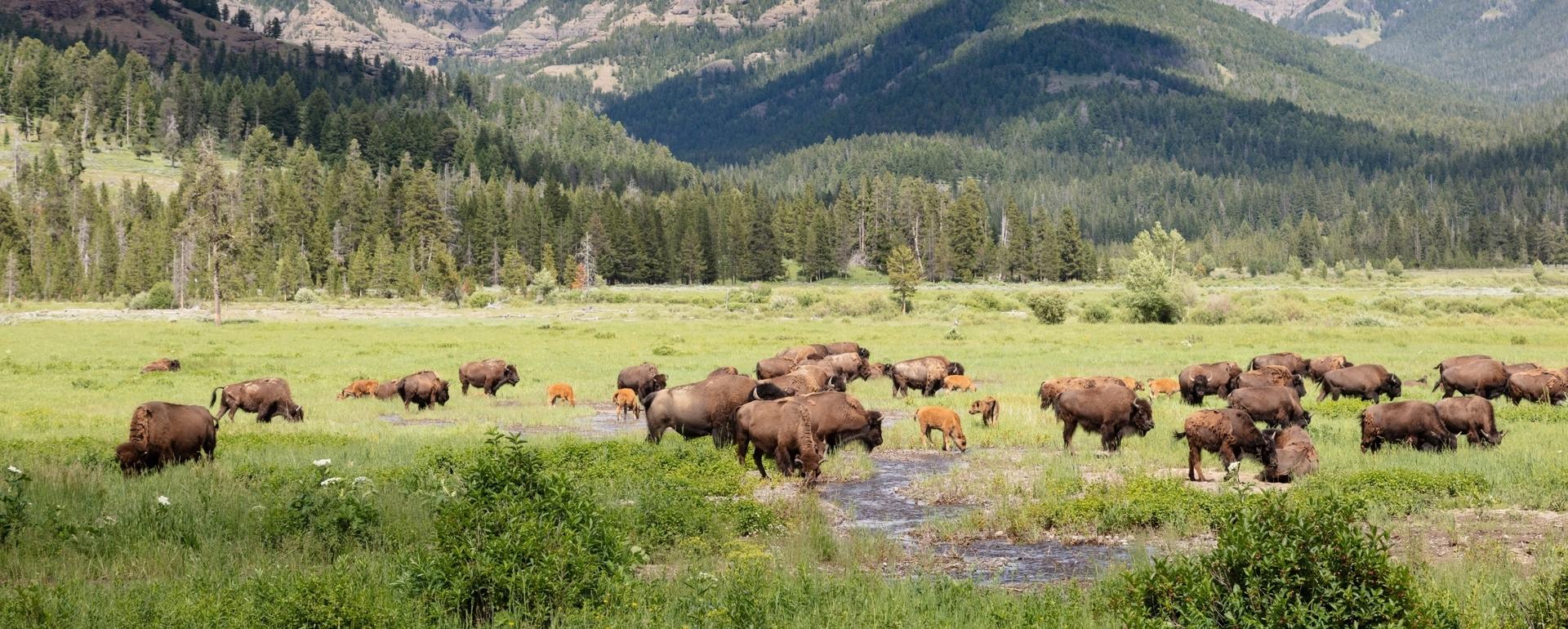 Bison graze in Yellowstone National Park near Lamar Valley