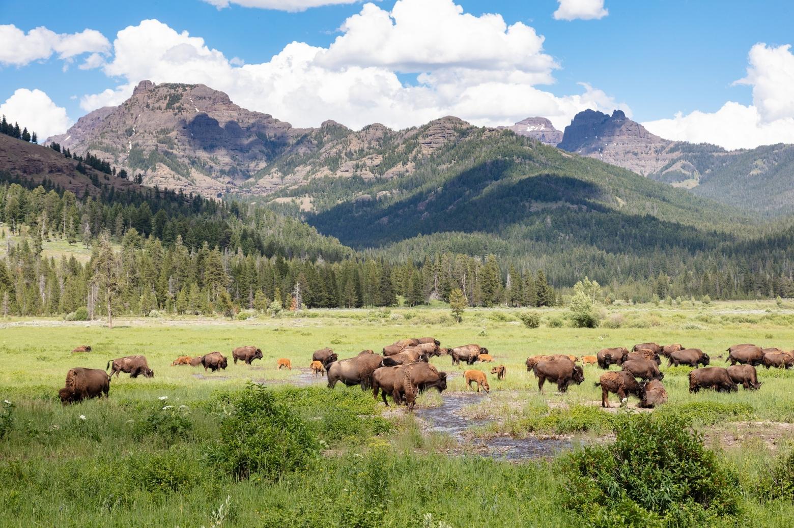 While large bison herds may be popular with tourists, they are damaging streams and streamside vegetation throughout the Lamar Valley. Photo by Jacob W. Frank/ NPS