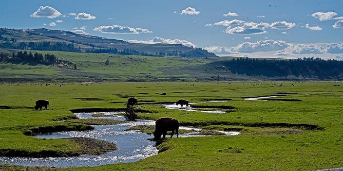 Bison grazing near streams in Lamar Valley are causing damage to riparian zones. Photo by Pete Bengeyfield