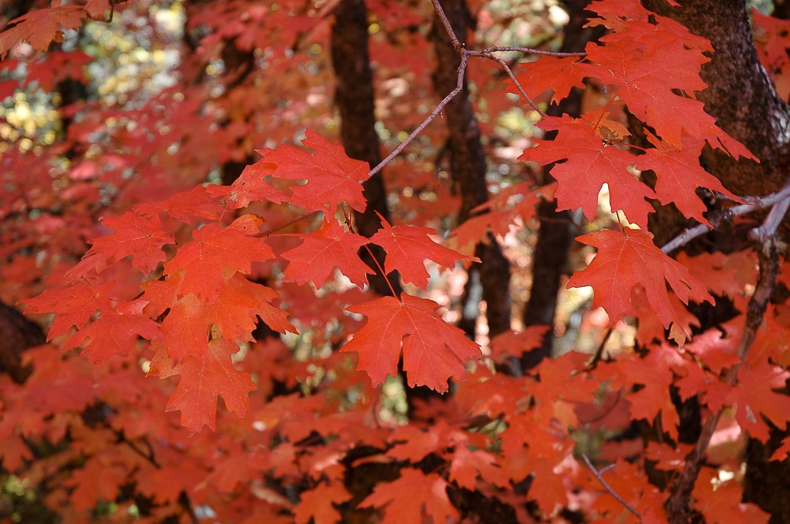 Bigtooth maple, Snake River Canyon