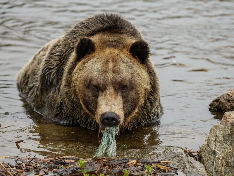 Microplastics exist in more than half of Montana's rivers and streams