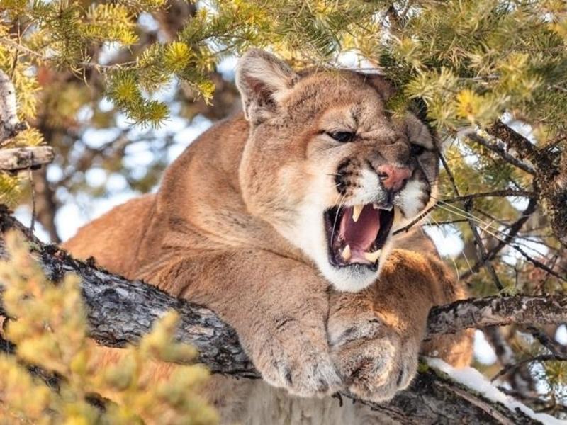 Predators like mountain lions are critical to helping slow spread of diseases like CWD