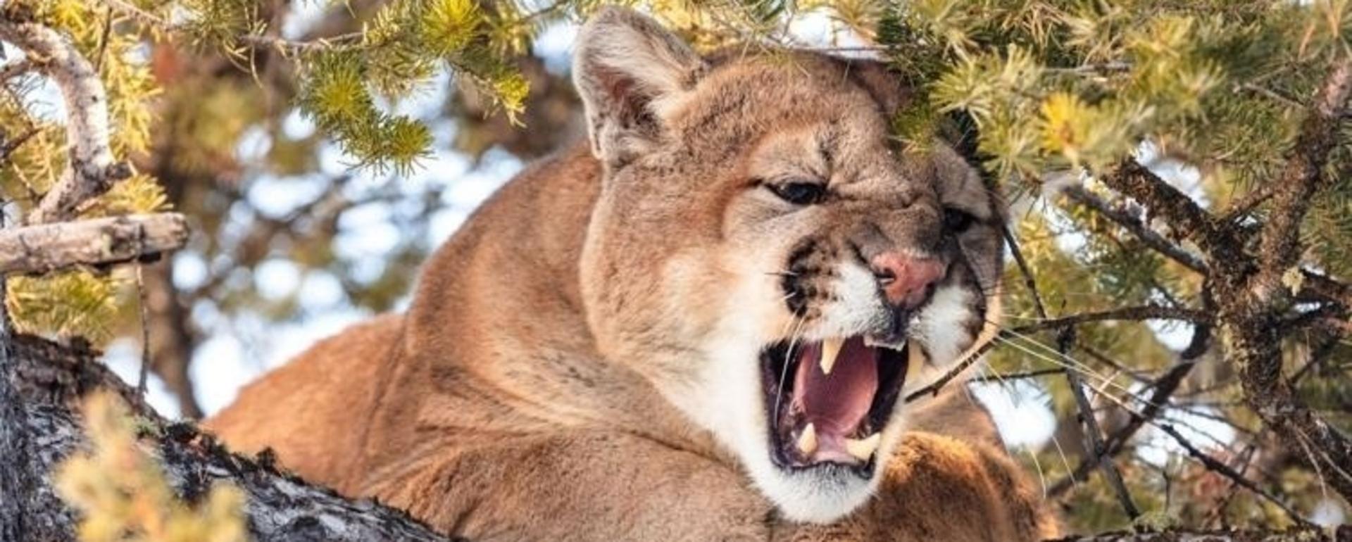 Predators like mountain lions are critical to helping slow spread of diseases like CWD