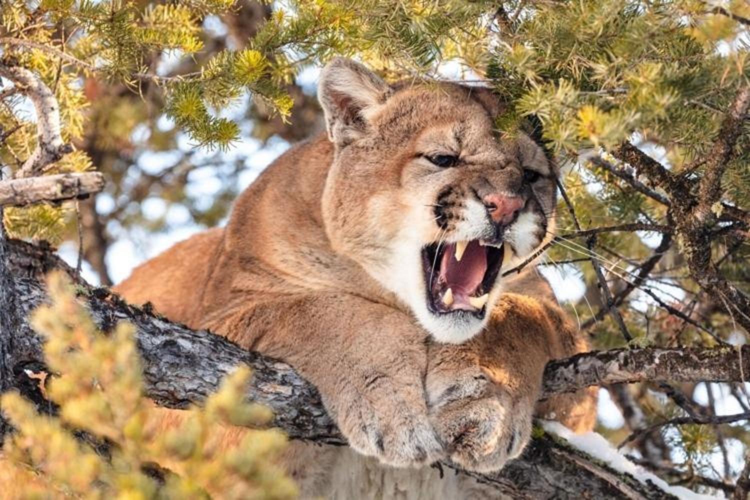 CWD is epidemic and increasing in Wyoming, where trophy hunters annually kill about 350 mountain lions. Here, a treed cougar hisses before being tranquilized for collaring. Photo by Jacob W. Frank/NPS