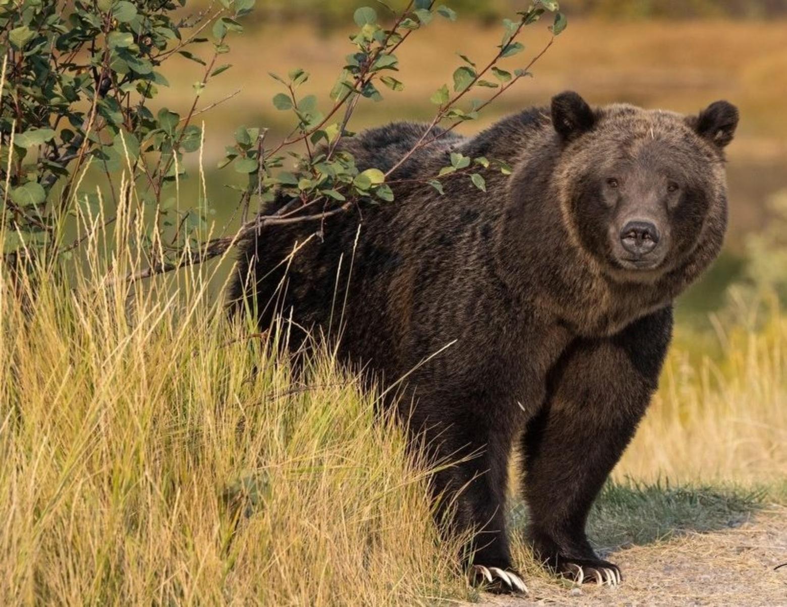 World-famous Grizzly Bear 399, at 26 years old, in September 2022. Photo by Patricia Levin