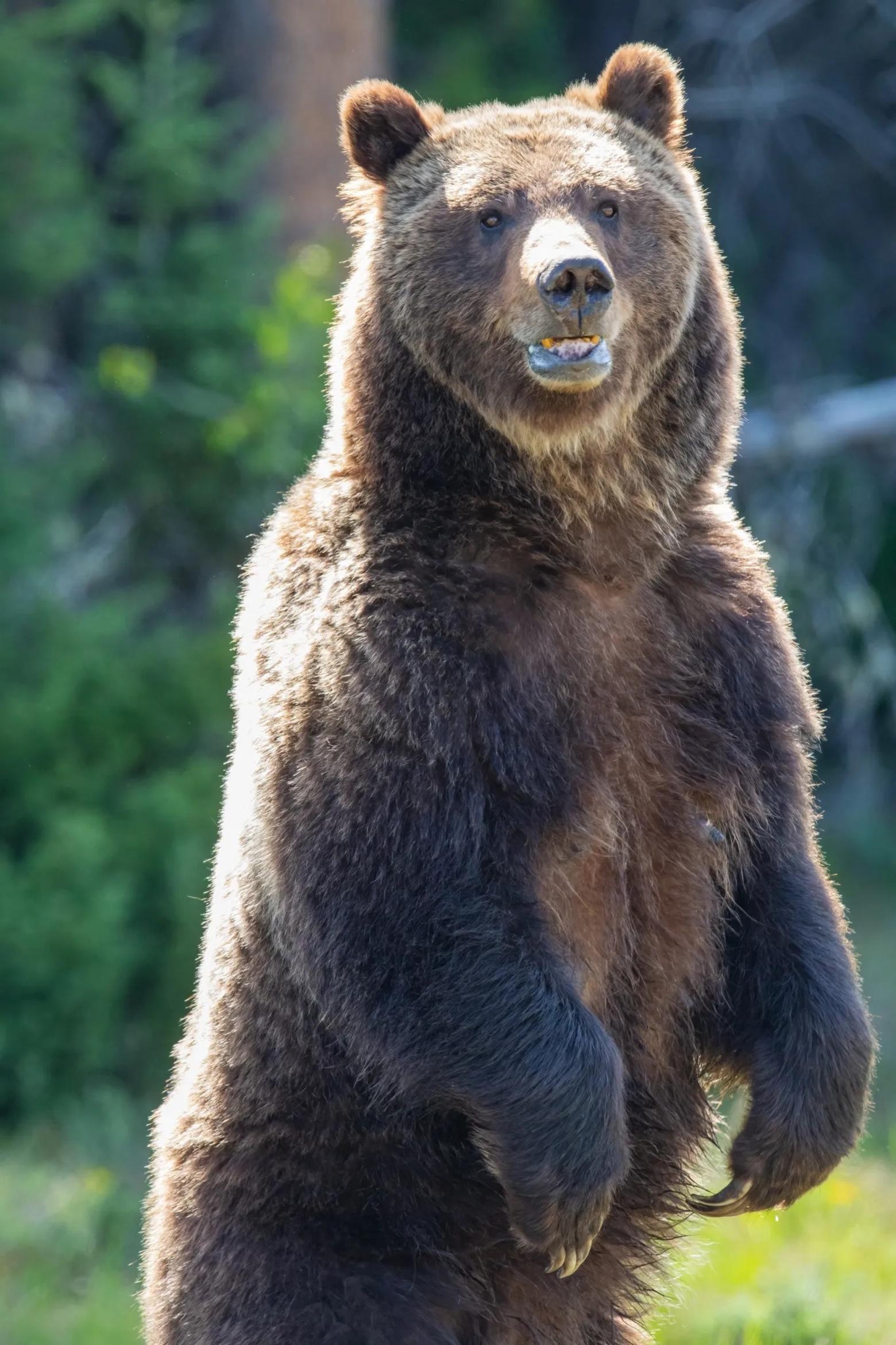 The Matriarch of the Tetons: Grizzly 399 stands on her hind feet. Photo by Tom Mangelsen/Images of Nature Gallery