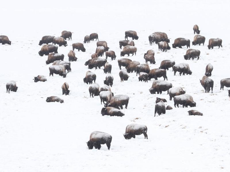 A herd of bison forages in Yellowstone's Hayden Valley