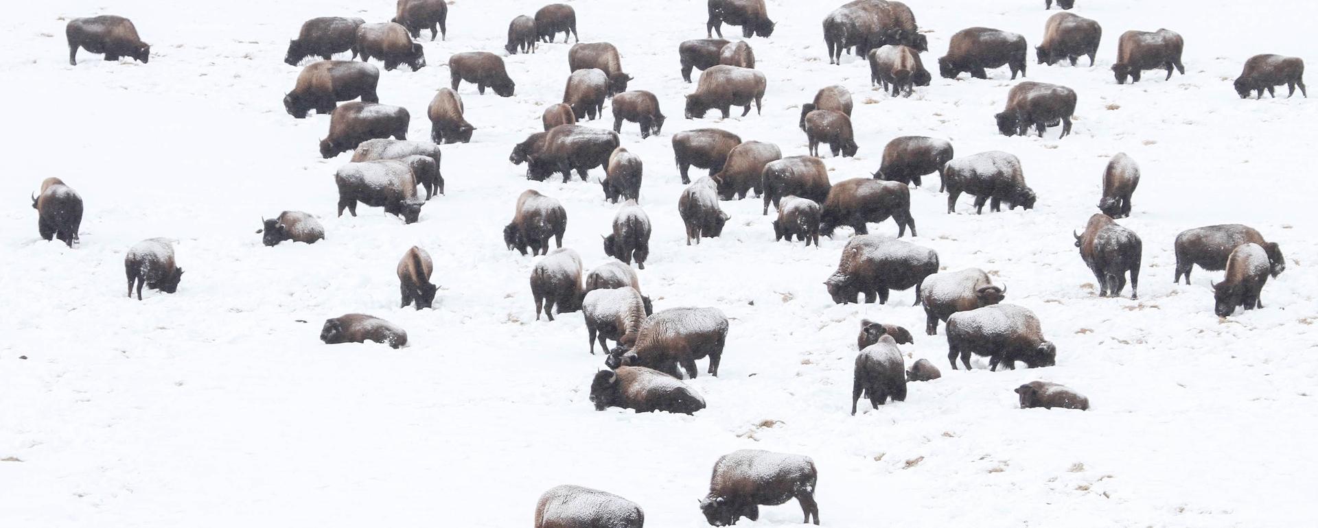 A herd of bison forages in Yellowstone's Hayden Valley