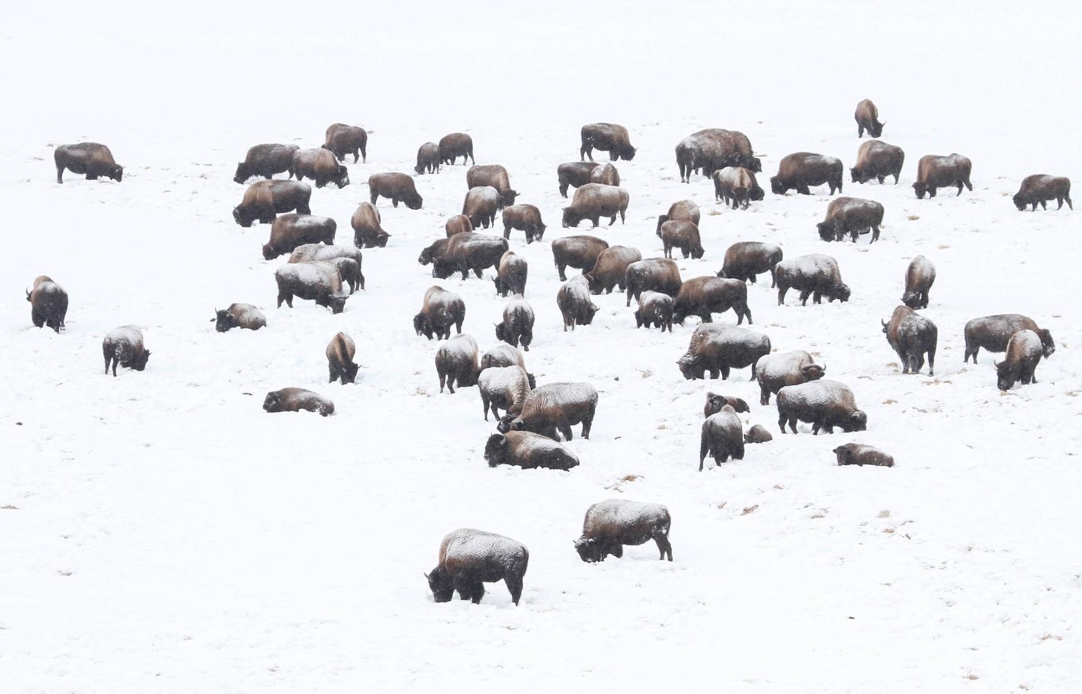 Yellowstone National Park's new status report calls for a reduction in bison population by up to 1,375 individuals. Here, a herd in Hayden Valley forages in winter. Photo by Jim Peaco/NPS