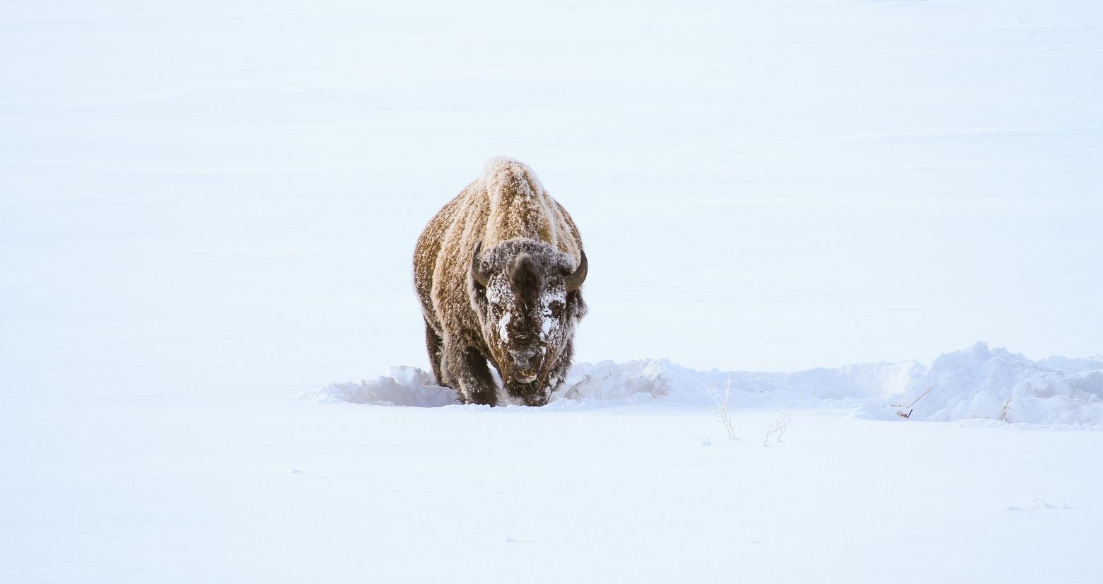 A lone bison feeds in the snow in Yellowstone. Photo by David Restivo/NPS