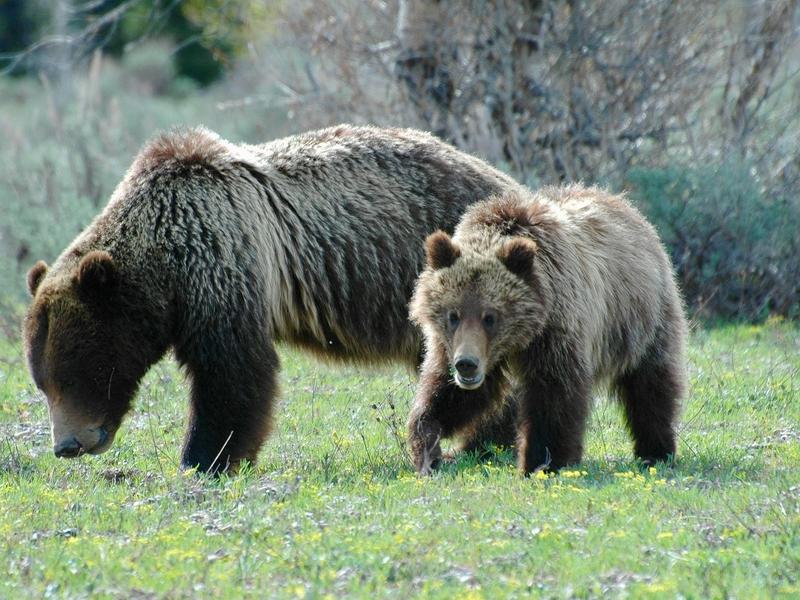 Grizzly 399 and cub enjoying Wyeth Biscuitroot, Grand Teton National Park