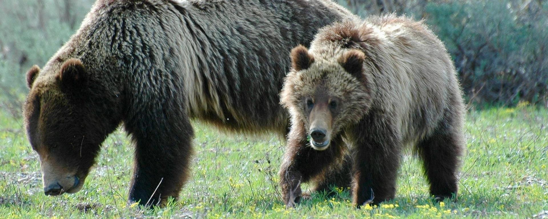 Grizzly 399 and cub enjoying Wyeth Biscuitroot, Grand Teton National Park