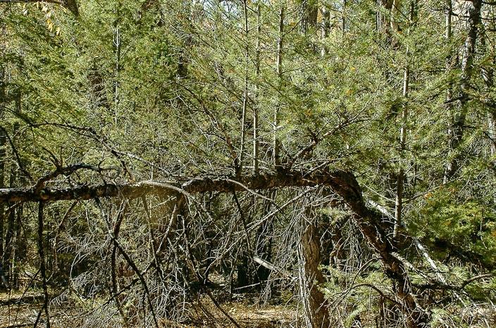 A Douglas-fir that determines to keep growing. Photo by Susan Marsh