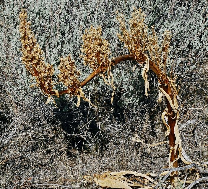 The monument plant and its determination. Photo by Susan Marsh