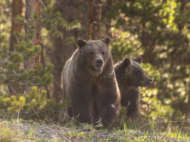 Grizzly 399, Queen of the Tetons