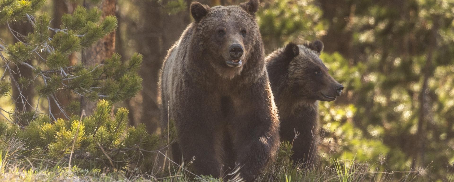 Grizzly 399, Queen of the Tetons