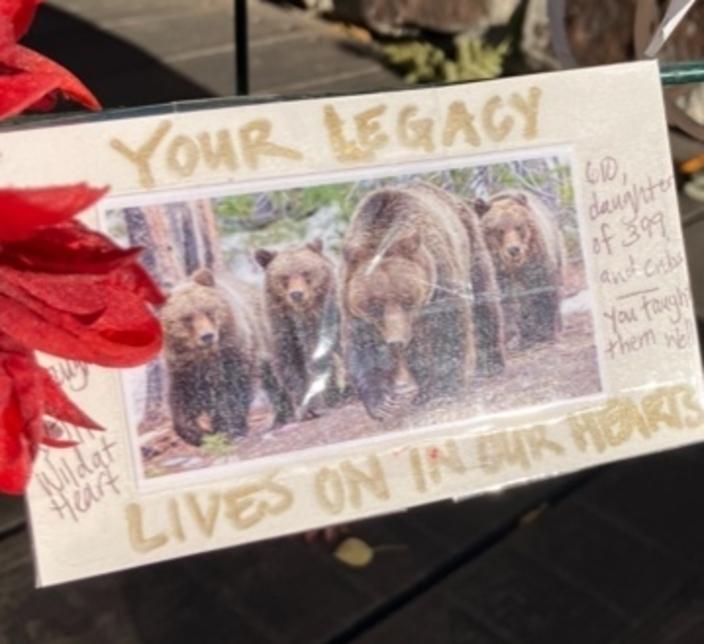 A tribute to Grizzly 399 that fans laid under the Antler Arch in Jackson, Wyoming. Her Facebook page has nearly 100,000 followers. Photo by Kevin Grange