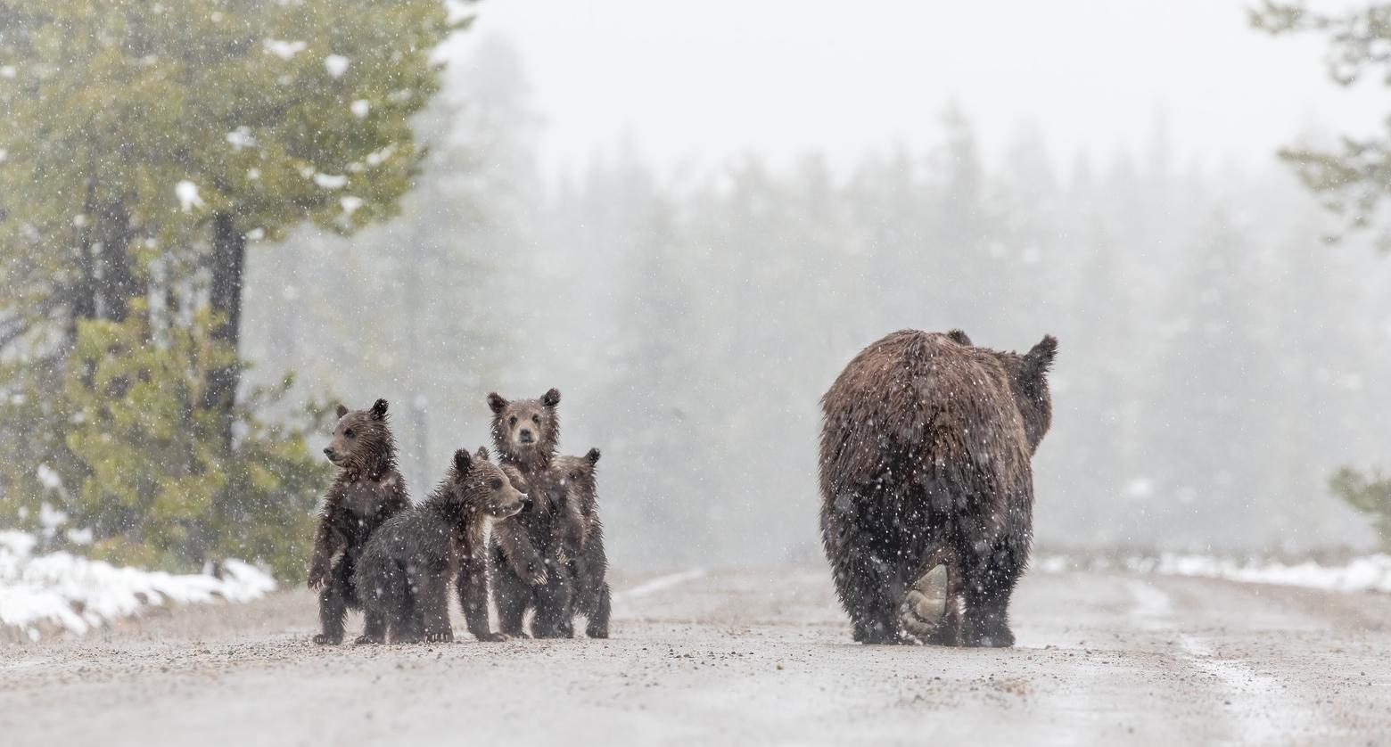 Grizzly 399 and her four cubs 399 in May 2020 on Dump Road in Grand Teton National Park. Photo by Peter Mangolds