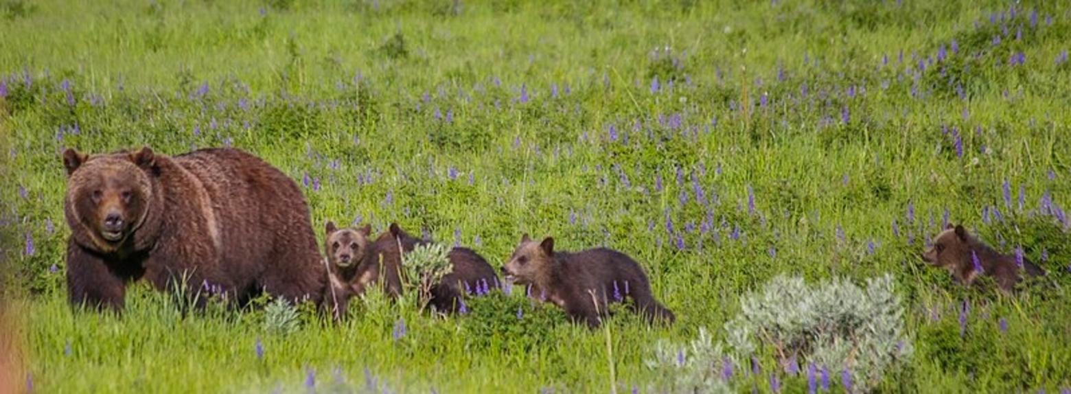 399 with her four cubs in June 2020 near Signal Mountain Lodge, Grand Teton National Park. Photo by Steven P. DeVries