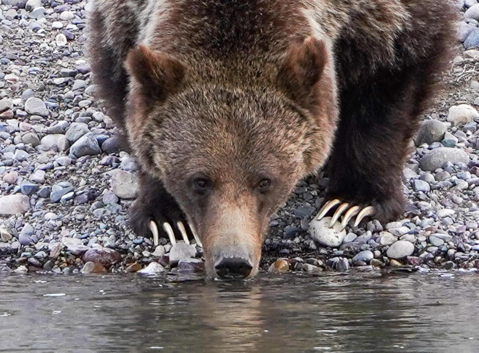 Grizzly bear 399 takes a long drink at the Snake River dam in 2022, Grand Teton National Park.