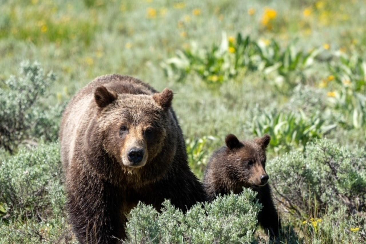 Grizzly 399 and her cub near Pilgrim Creek.