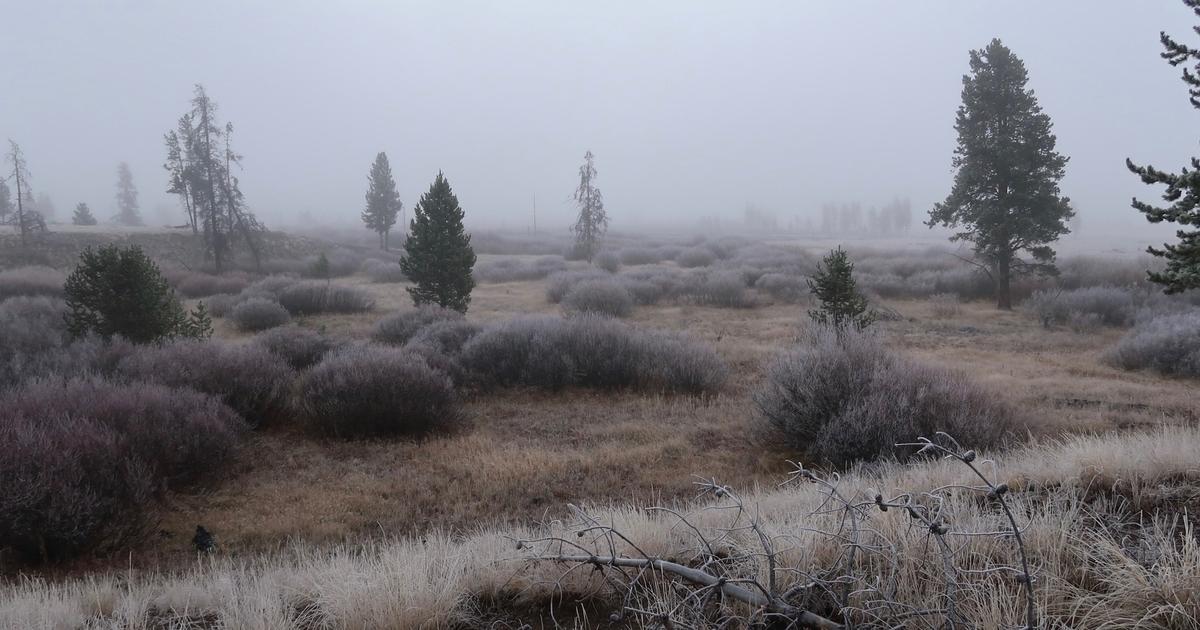 Halloween Forest in Greater Yellowstone